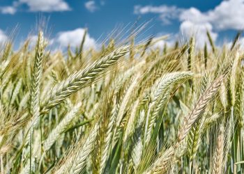 Gdzie trafia ukraińskie zboże? Są konkretne odpowiedzi na zarzuty rosyjskiego lidera