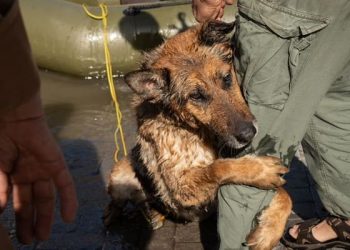 Katastrofa ekologiczna po wybuchu Kachowskiej Elektrowni Wodnej: Rosja przekroczyła wszelkie zasady moralności, nawet w stosunku do zwierząt