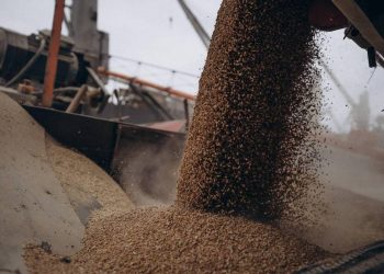 Rosja wykorzystuje praktyki stalinowskie: niszczy ukraińskie zboże, grozi światu głodem