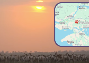 W ukraińskim rezerwacie „Askania Nowa” Rosjanie urządzają eksperymenty biologiczne